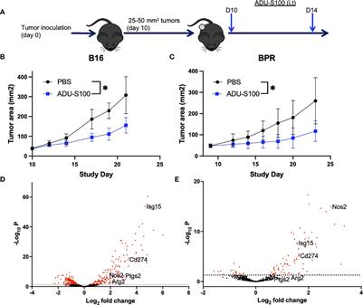 Antagonism of regulatory ISGs enhances the anti-melanoma efficacy of STING agonists